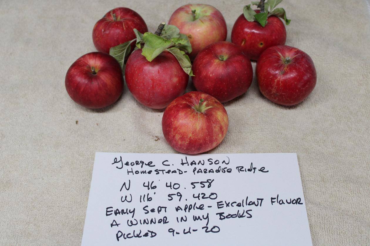 Apples collected by the Lost Apple Project